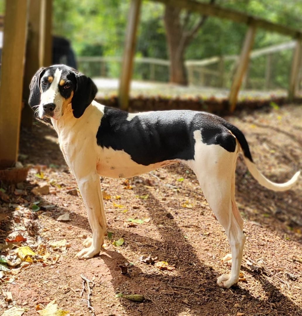 Brittany, an adoptable Treeing Walker Coonhound in Landrum, SC, 29356 | Photo Image 3