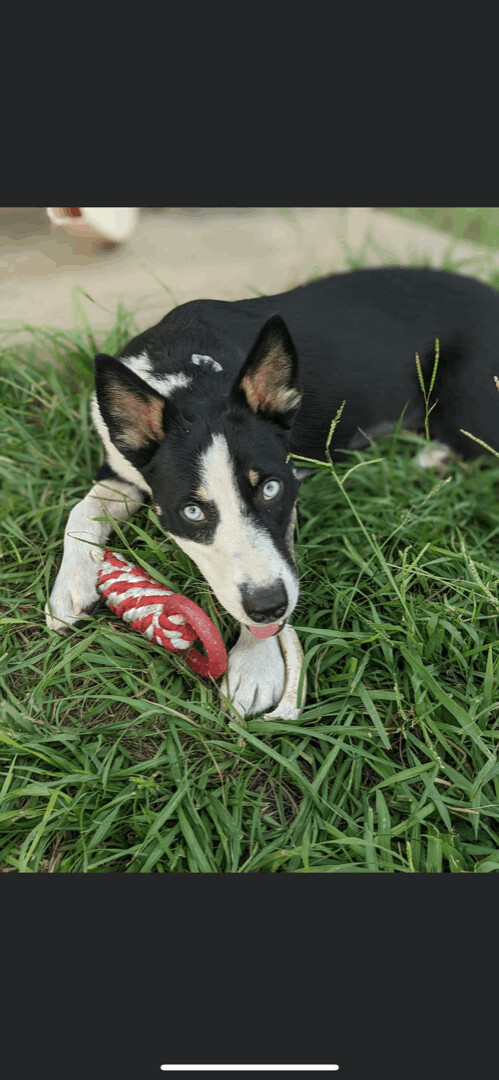 Lola (foster to adopt)