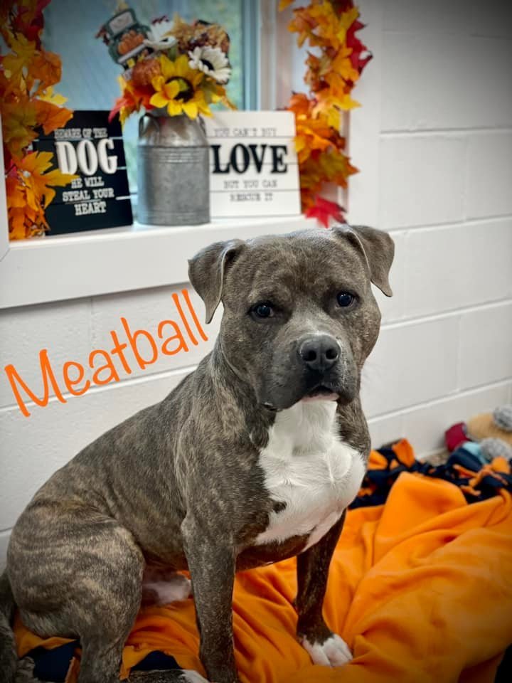 Meatball in Hopewell VA