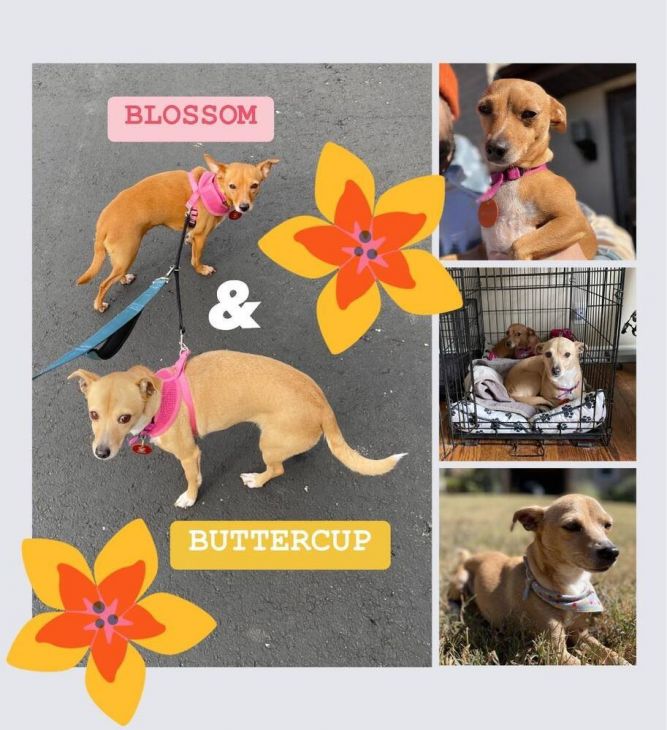 Blossom and Buttercup (Bonded pair)~