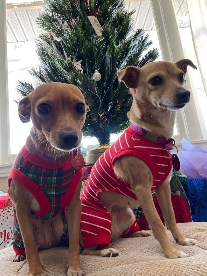 Blossom and Buttercup (Bonded pair)~ 2