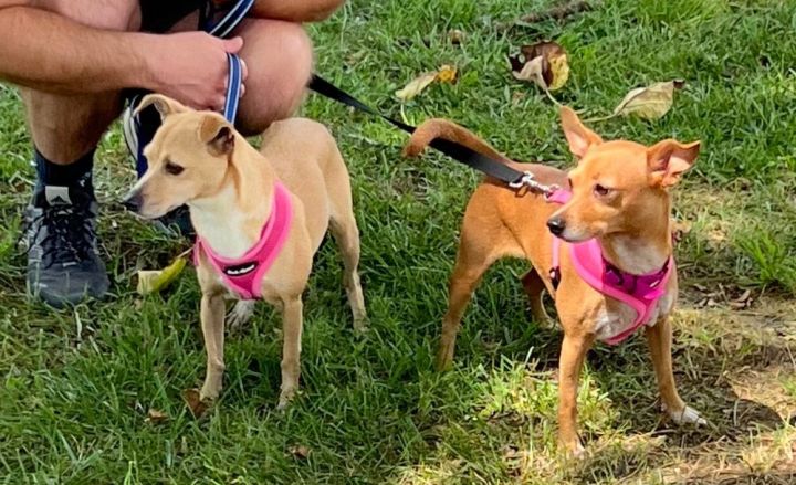 Blossom and Buttercup (Bonded pair)~, an adoptable Chihuahua in Columbia, TN_image-3