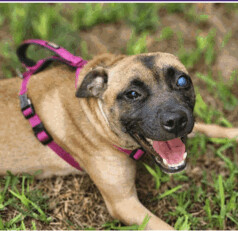 Carrie (foster to adopt) 2