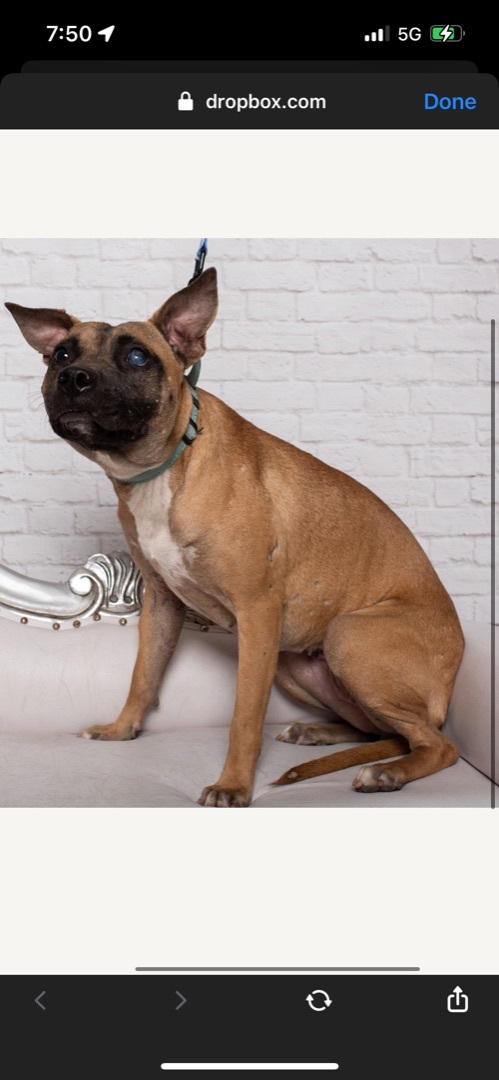 Carrie (foster to adopt), an adoptable Pug & Boxer Mix in White Lake, MI_image-4