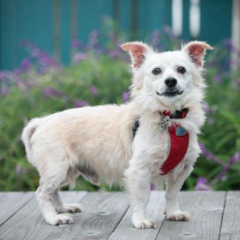 Gnocchi, an adoptable Terrier in Pacific Grove, CA_image-4