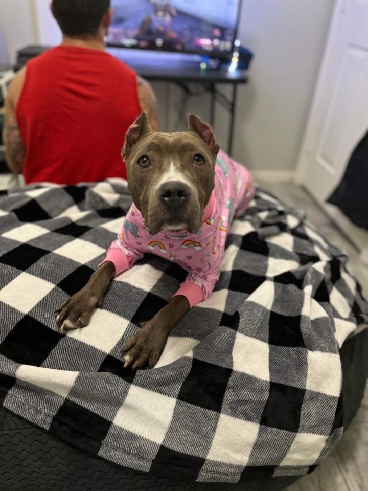 Daisy Blue (foster to adopt), an adoptable American Staffordshire Terrier & Pit Bull Terrier Mix in White Lake, MI_image-2