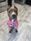 Daisy Blue (foster to adopt)