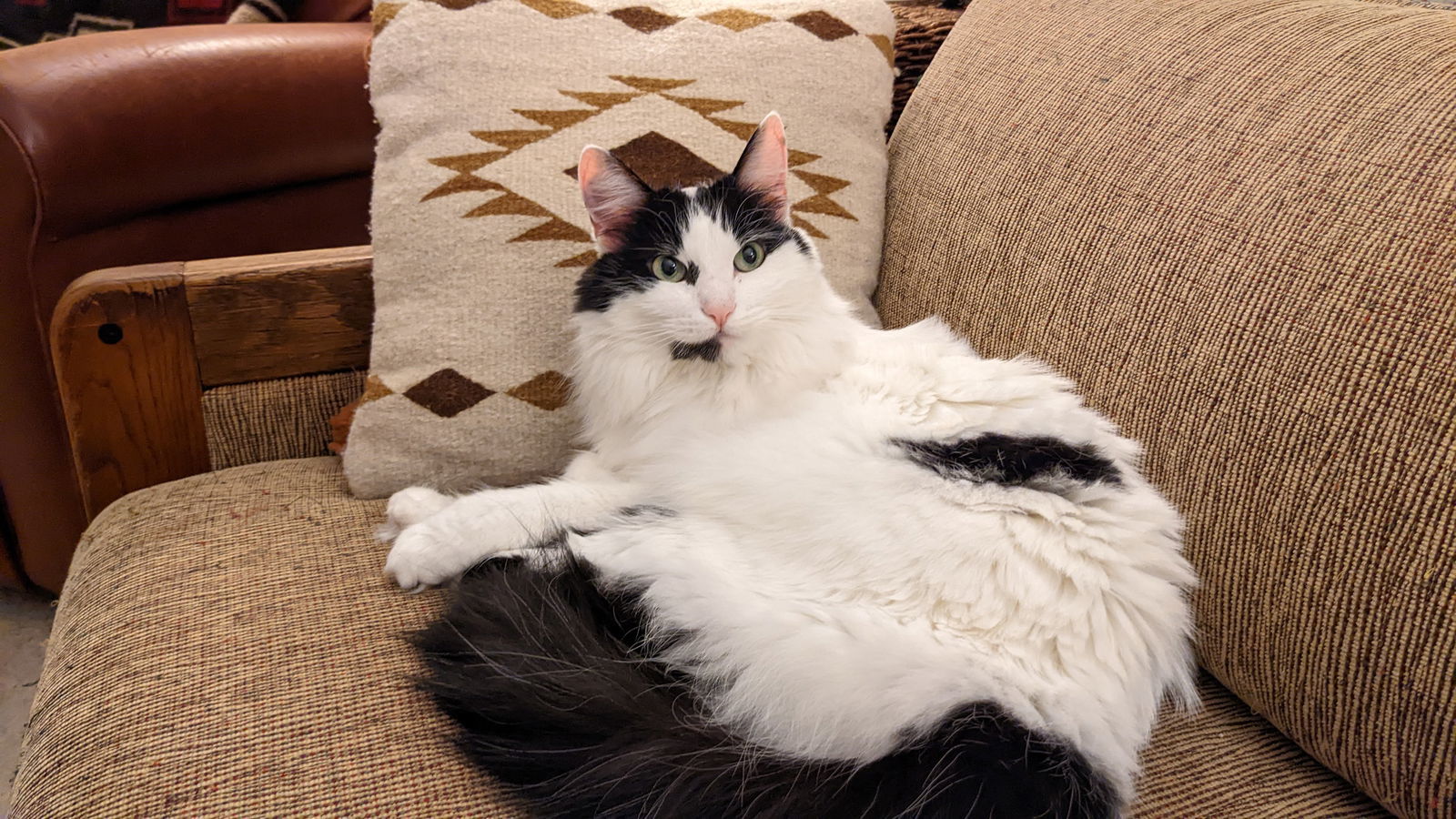 mercedes, an adoptable Domestic Long Hair in San Jose, CA, 95112 | Photo Image 1