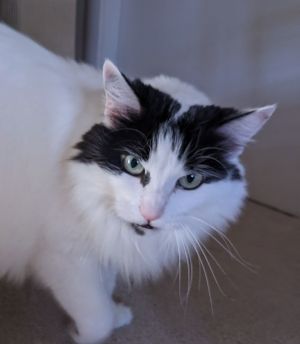 mercedes, Senior Female unknown