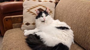 mercedes, Senior Female unknown