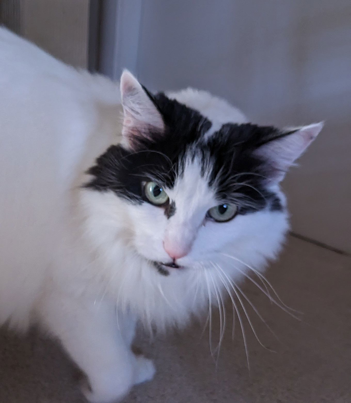 mercedes, an adoptable Domestic Long Hair in San Jose, CA, 95112 | Photo Image 2