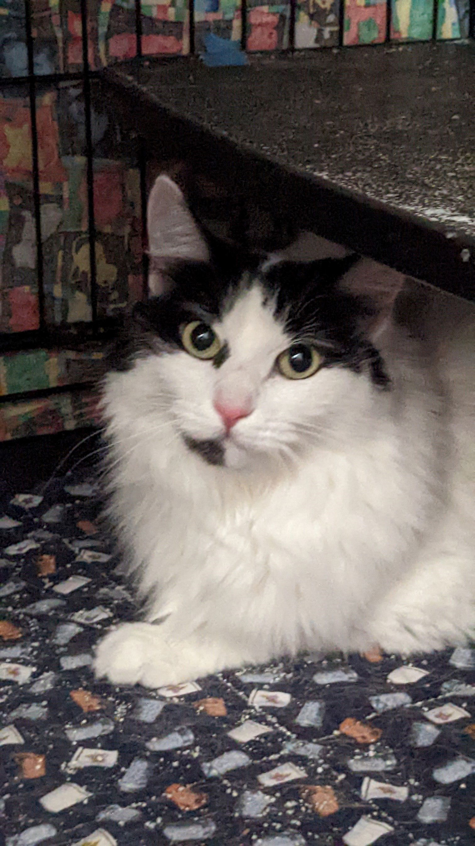 mercedes, an adoptable Domestic Long Hair in San Jose, CA, 95112 | Photo Image 3
