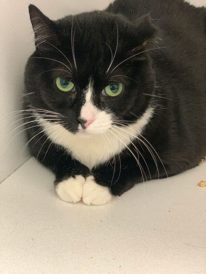 Bella 