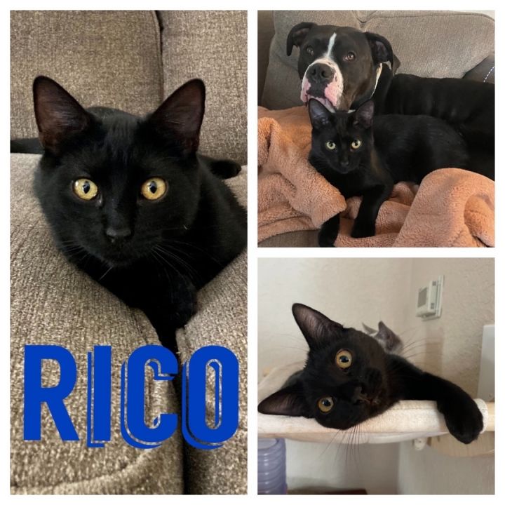 Rico, an adoptable Domestic Short Hair in Hollister, CA_image-1