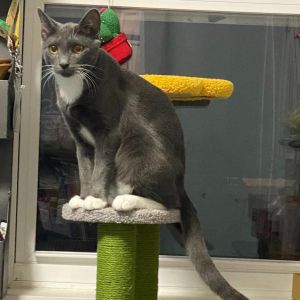 Takis (bonded with Missy), Adult Male Domestic Short Hair