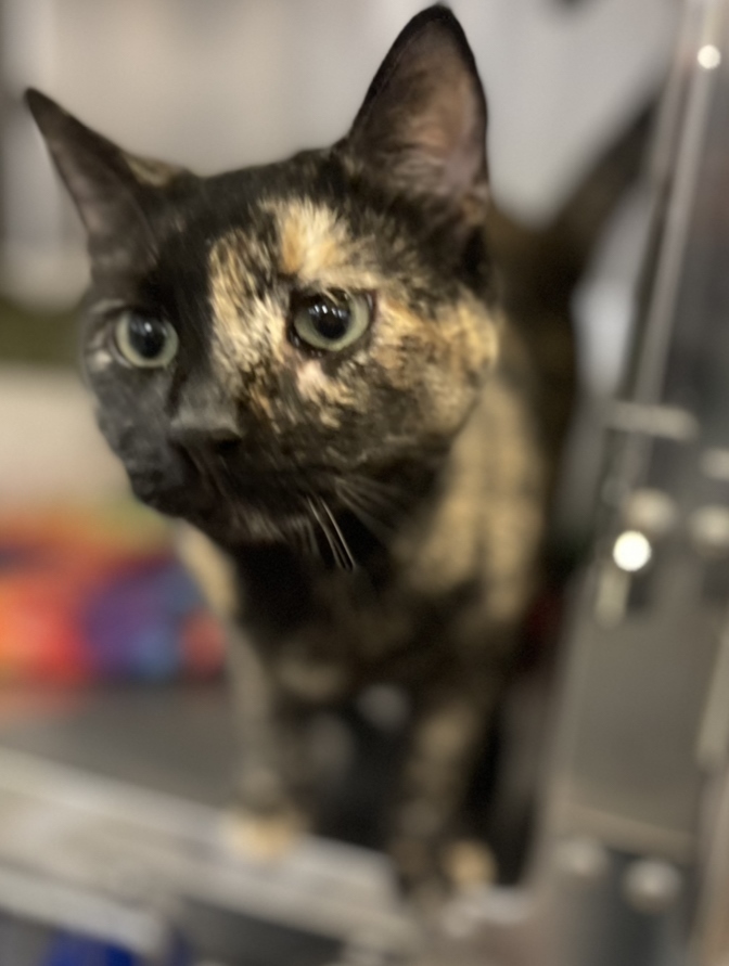 Queenie, an adopted Tortoiseshell in Philadelphia, PA_image-6