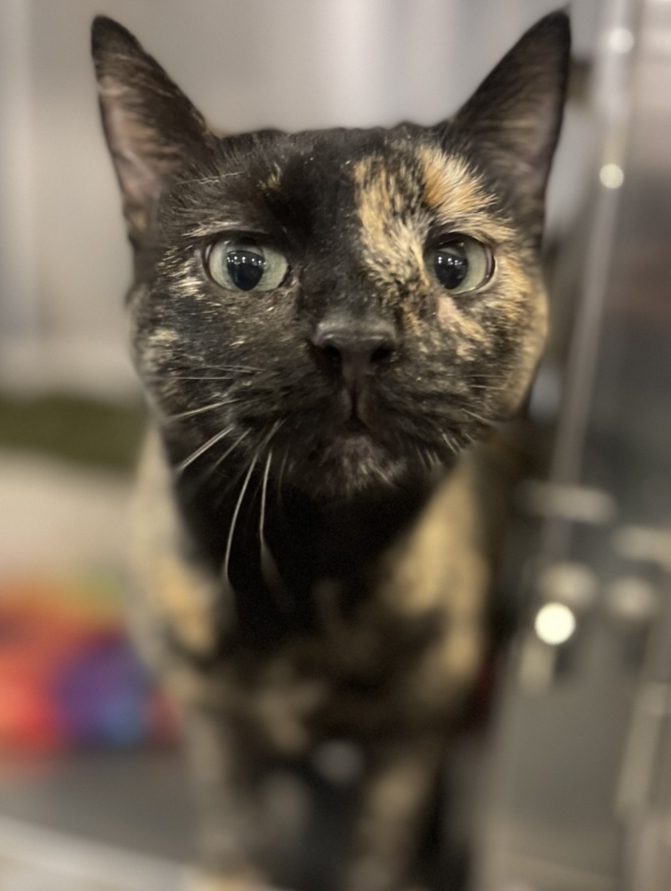 Queenie, an adopted Tortoiseshell in Philadelphia, PA_image-1