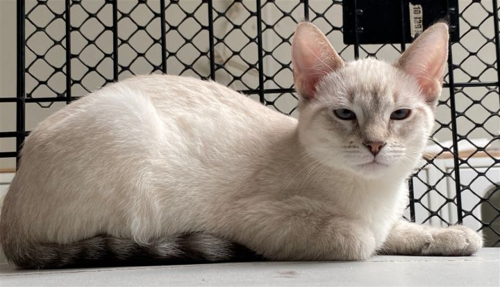 SNOW WHITE, an adopted Siamese in Dallas, TX_image-2
