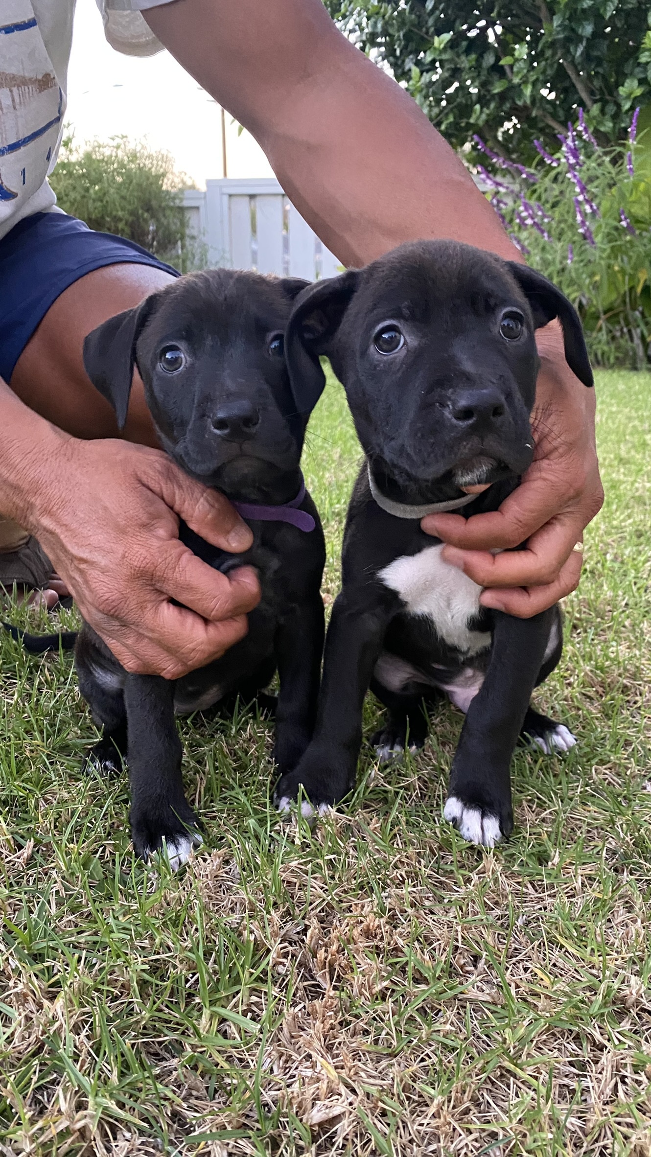 'Cuban' Pittie Pups