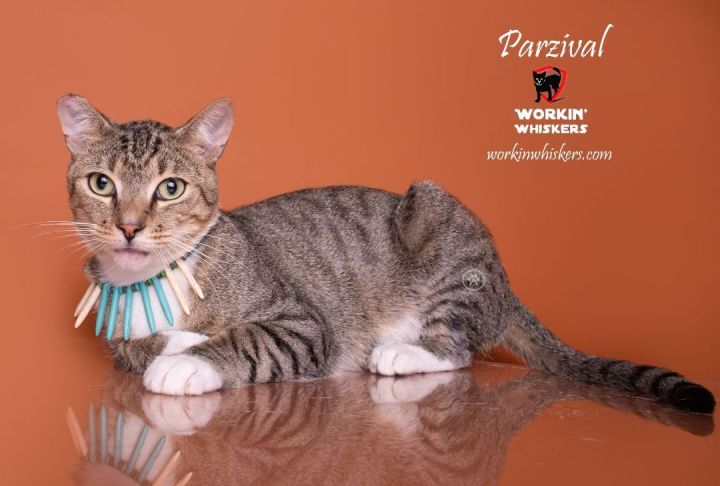 PARZIVAL, an adoptable Egyptian Mau & Domestic Short Hair Mix in HEMET, CA_image-1