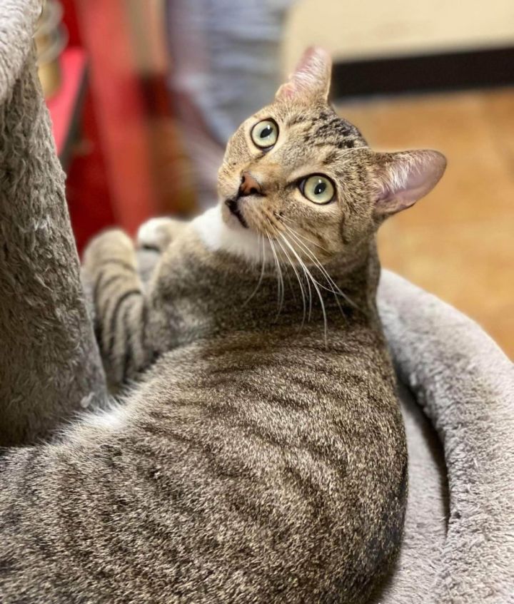 PARZIVAL, an adoptable Egyptian Mau & Domestic Short Hair Mix in Murrieta, CA_image-2