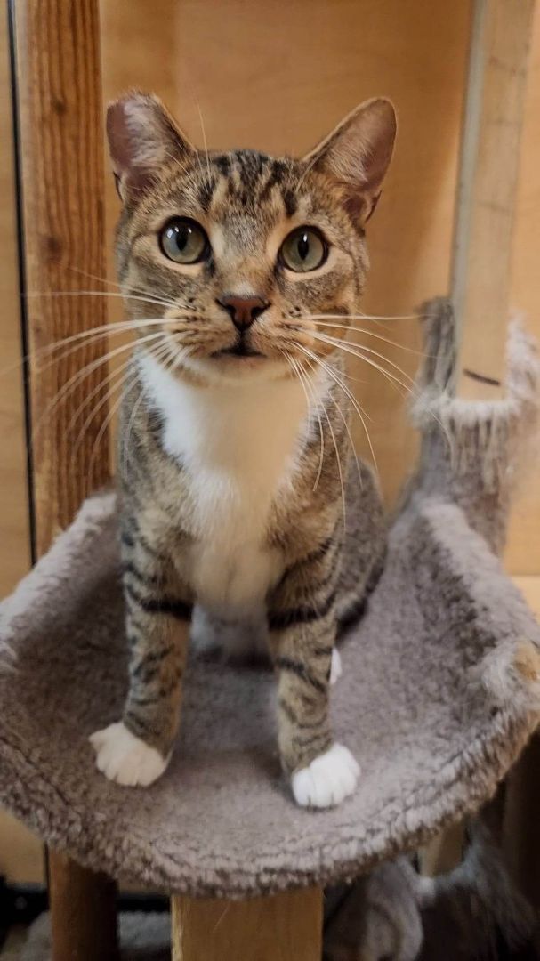 PARZIVAL, an adoptable Egyptian Mau & Domestic Short Hair Mix in Murrieta, CA_image-3