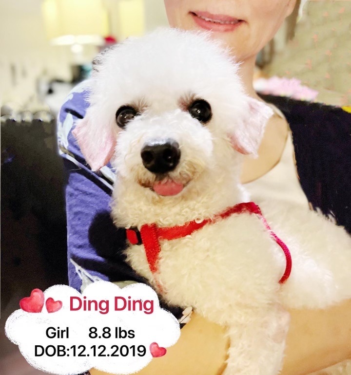 DingDing 1