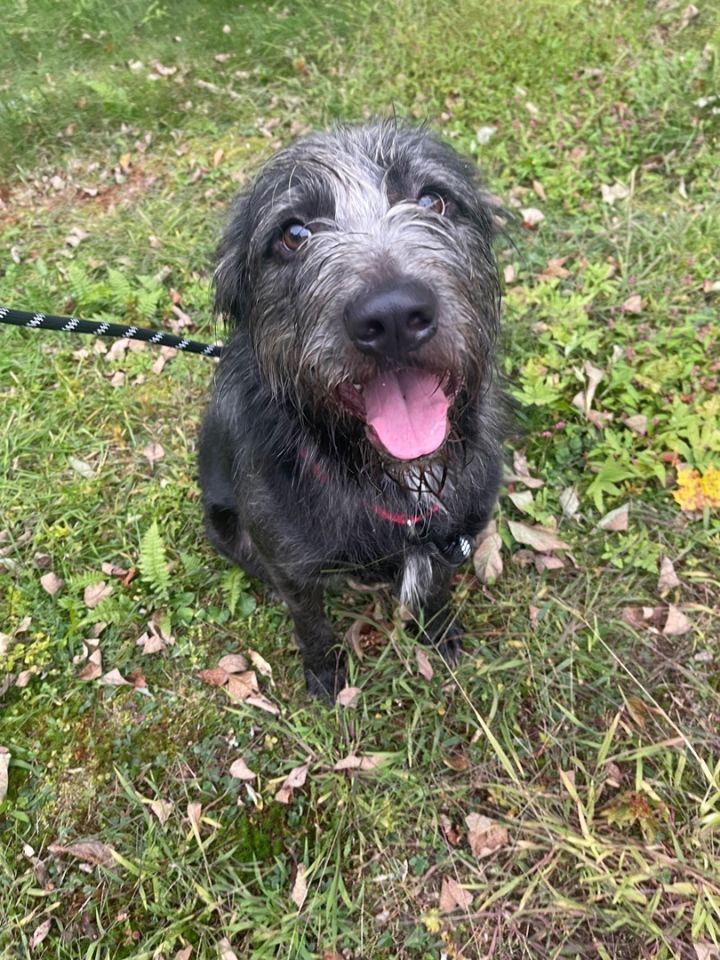 Zedd, an adoptable Terrier in Pawcatuck , CT_image-3