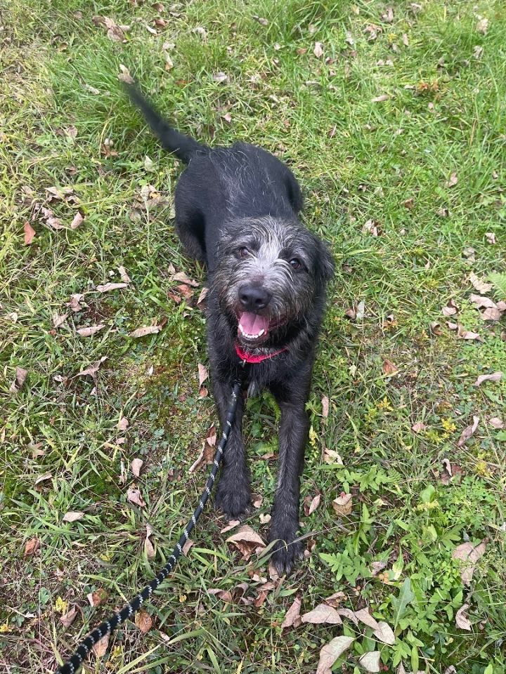Zedd, an adoptable Terrier in Pawcatuck , CT_image-4