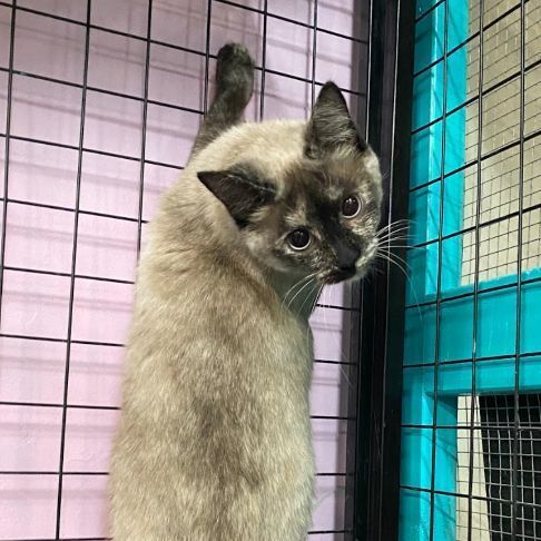 Clawdeen, an adoptable Domestic Short Hair & Siamese Mix in St. George, UT_image-4