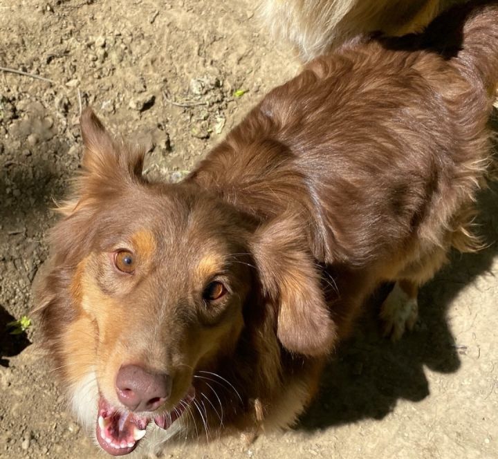 Australian shepherd sale mix for adoption