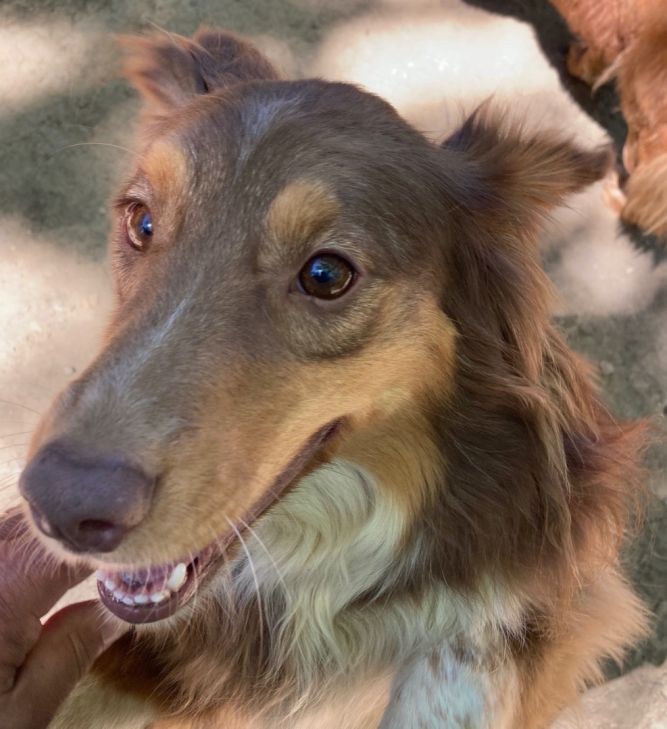 Aussie sheltie hot sale mix adoption