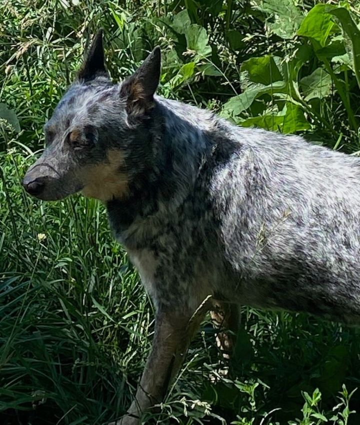 Dog for adoption Cattle Dog aka "Cattle D", a Cattle Dog & Australian