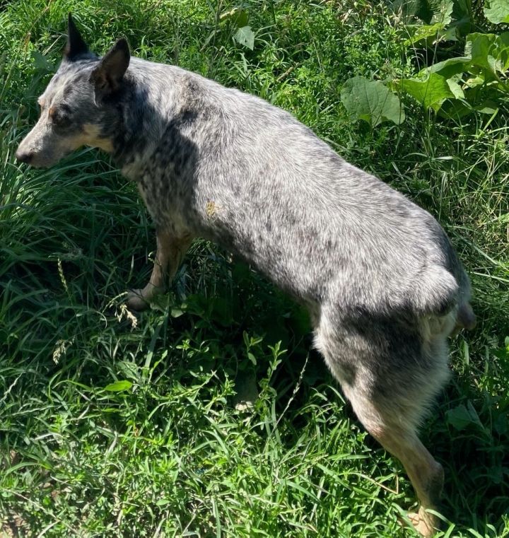 Cattle Dog aka "Cattle D" 5