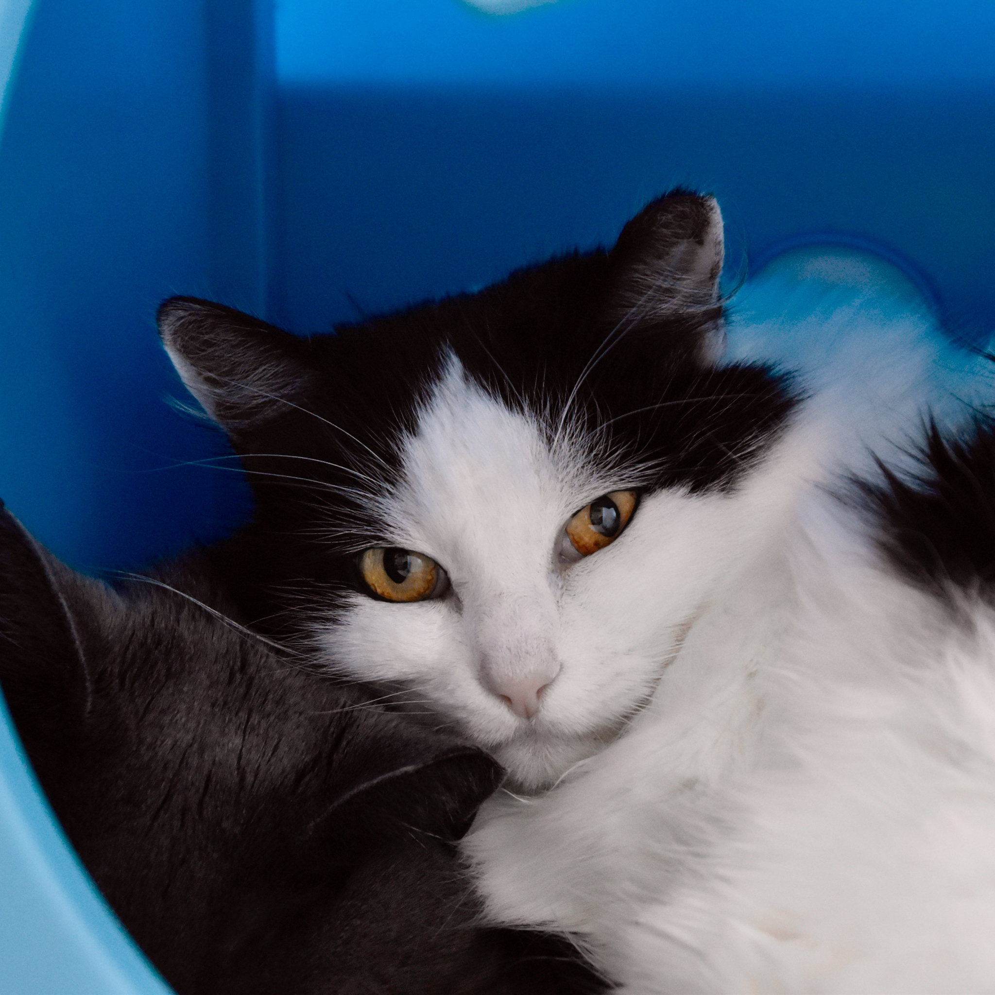 Oreo, an adoptable Turkish Angora, Domestic Long Hair in Santa Fe, NM, 87501 | Photo Image 1