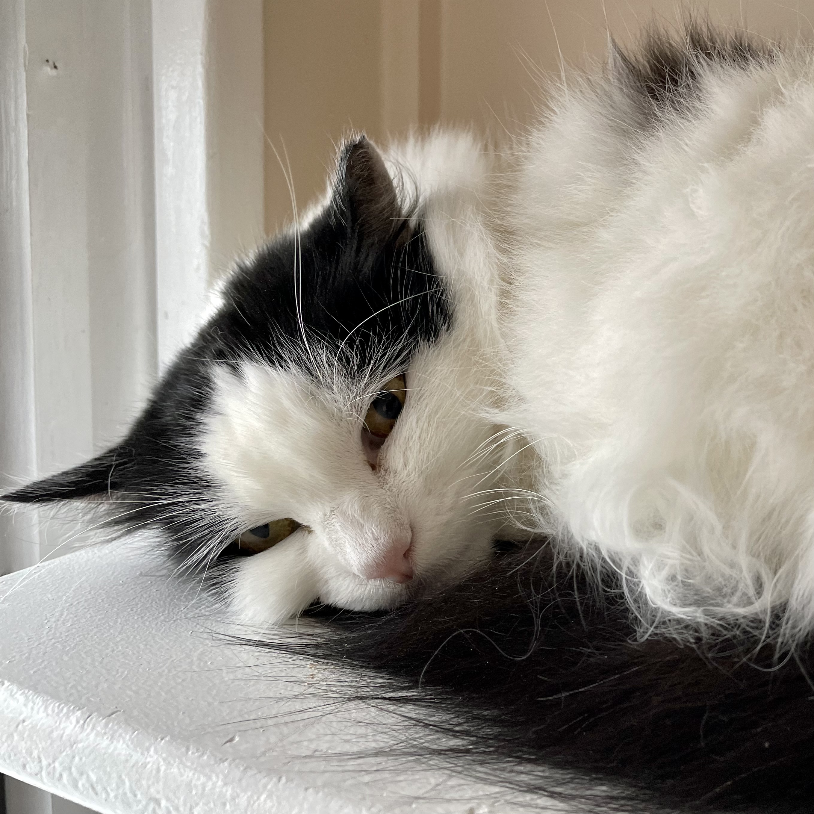 Oreo, an adoptable Turkish Angora, Domestic Long Hair in Santa Fe, NM, 87501 | Photo Image 2