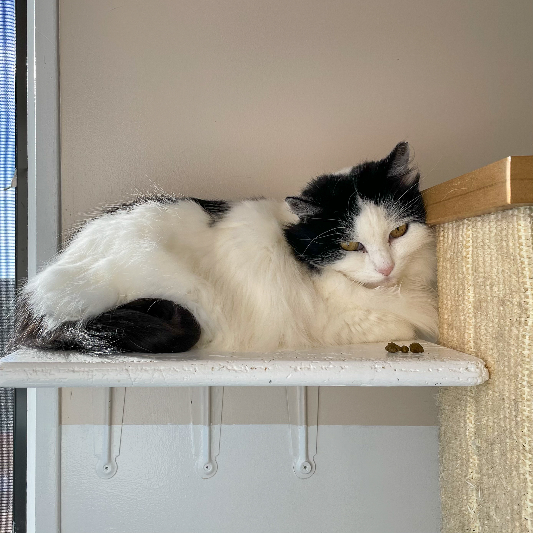 Oreo, an adoptable Turkish Angora, Domestic Long Hair in Santa Fe, NM, 87501 | Photo Image 3