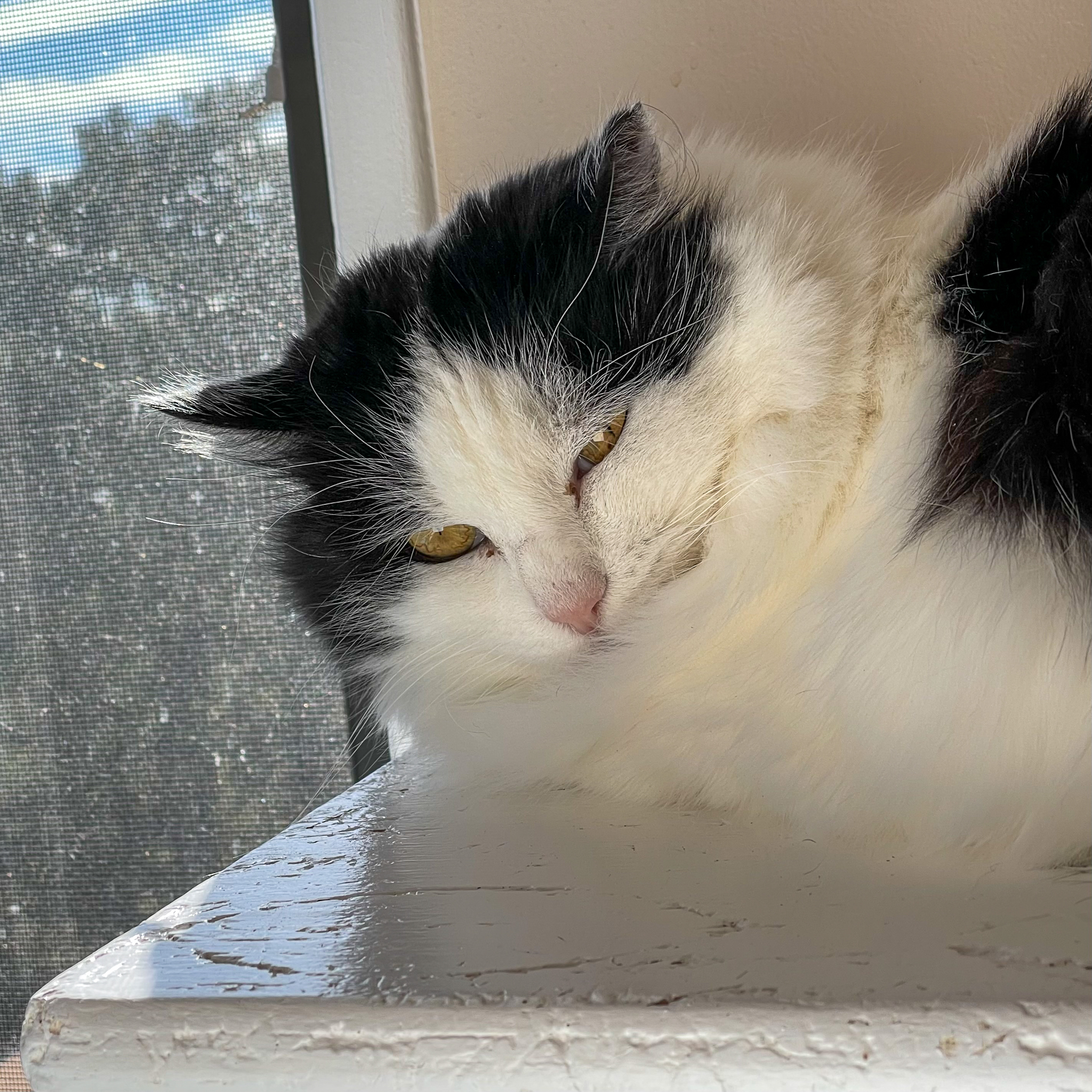 Oreo, an adoptable Turkish Angora, Domestic Long Hair in Santa Fe, NM, 87501 | Photo Image 4