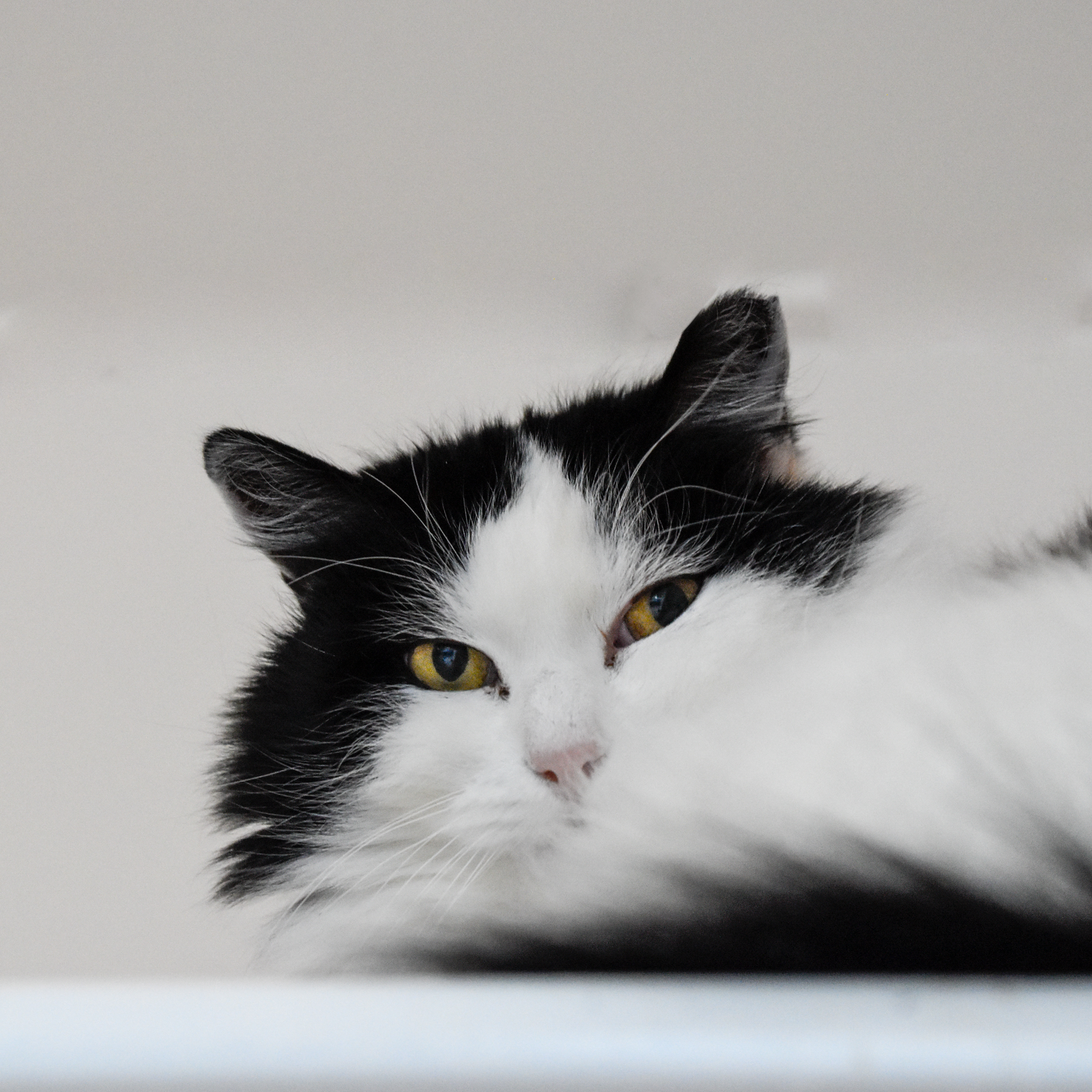 Oreo, an adoptable Turkish Angora, Domestic Long Hair in Santa Fe, NM, 87501 | Photo Image 5