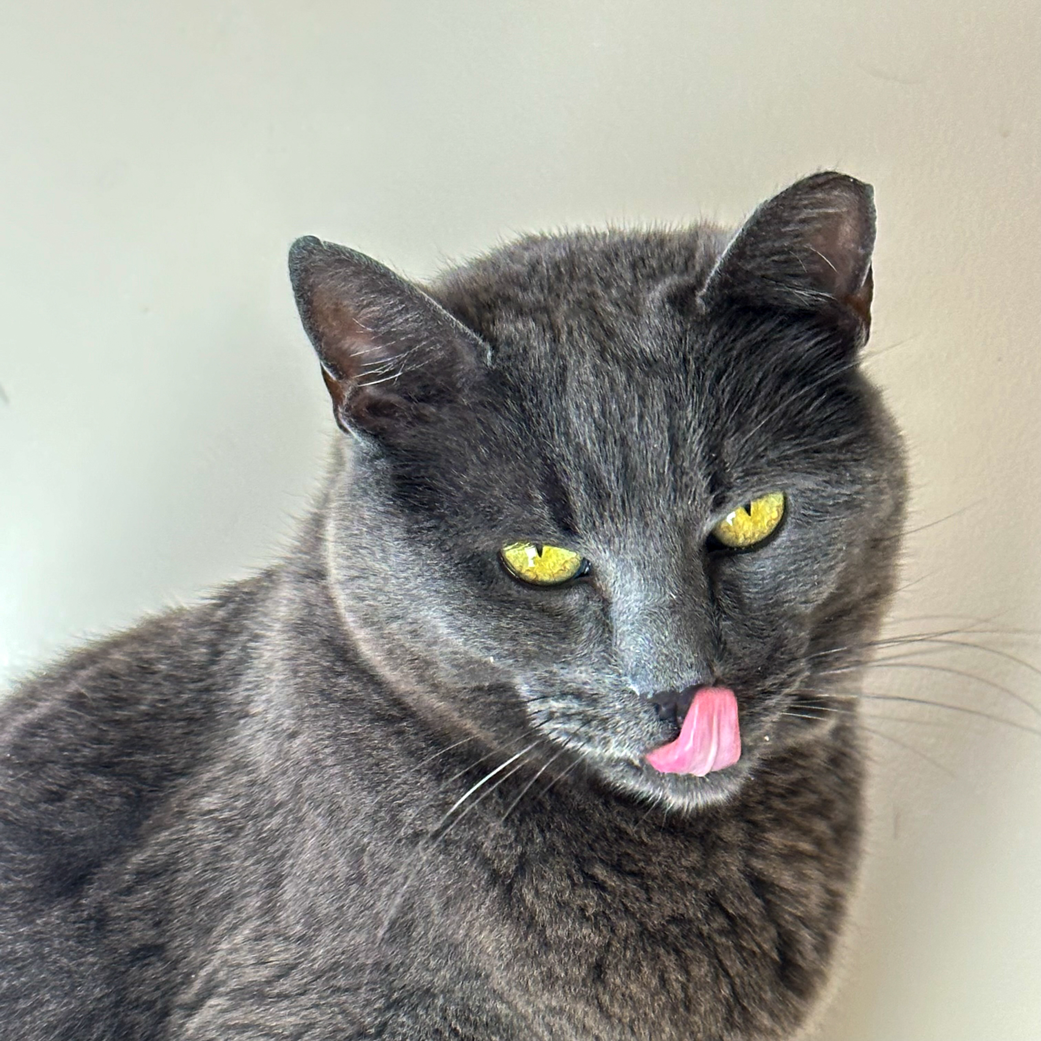 Stormy, an adoptable Russian Blue in Santa Fe, NM, 87501 | Photo Image 1