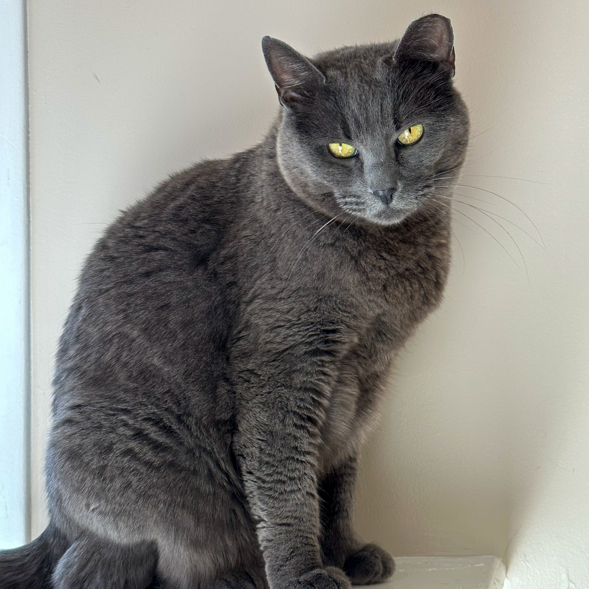 Stormy, an adoptable Russian Blue in Santa Fe, NM, 87501 | Photo Image 2