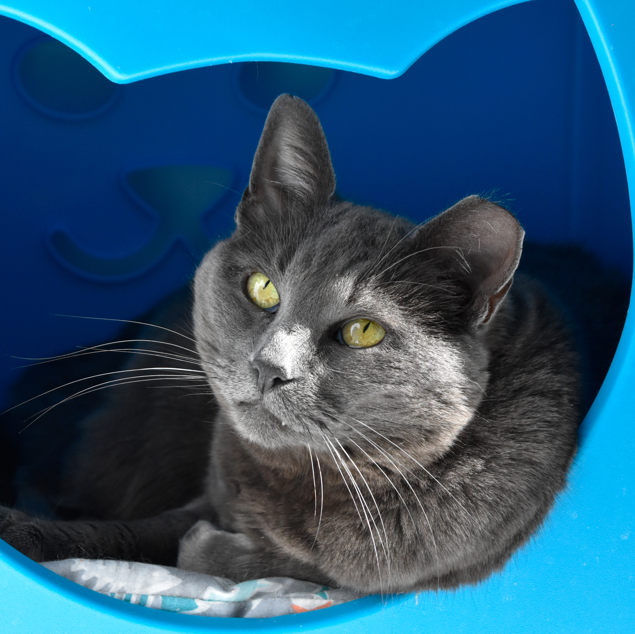 Stormy, an adoptable Russian Blue in Santa Fe, NM, 87501 | Photo Image 3