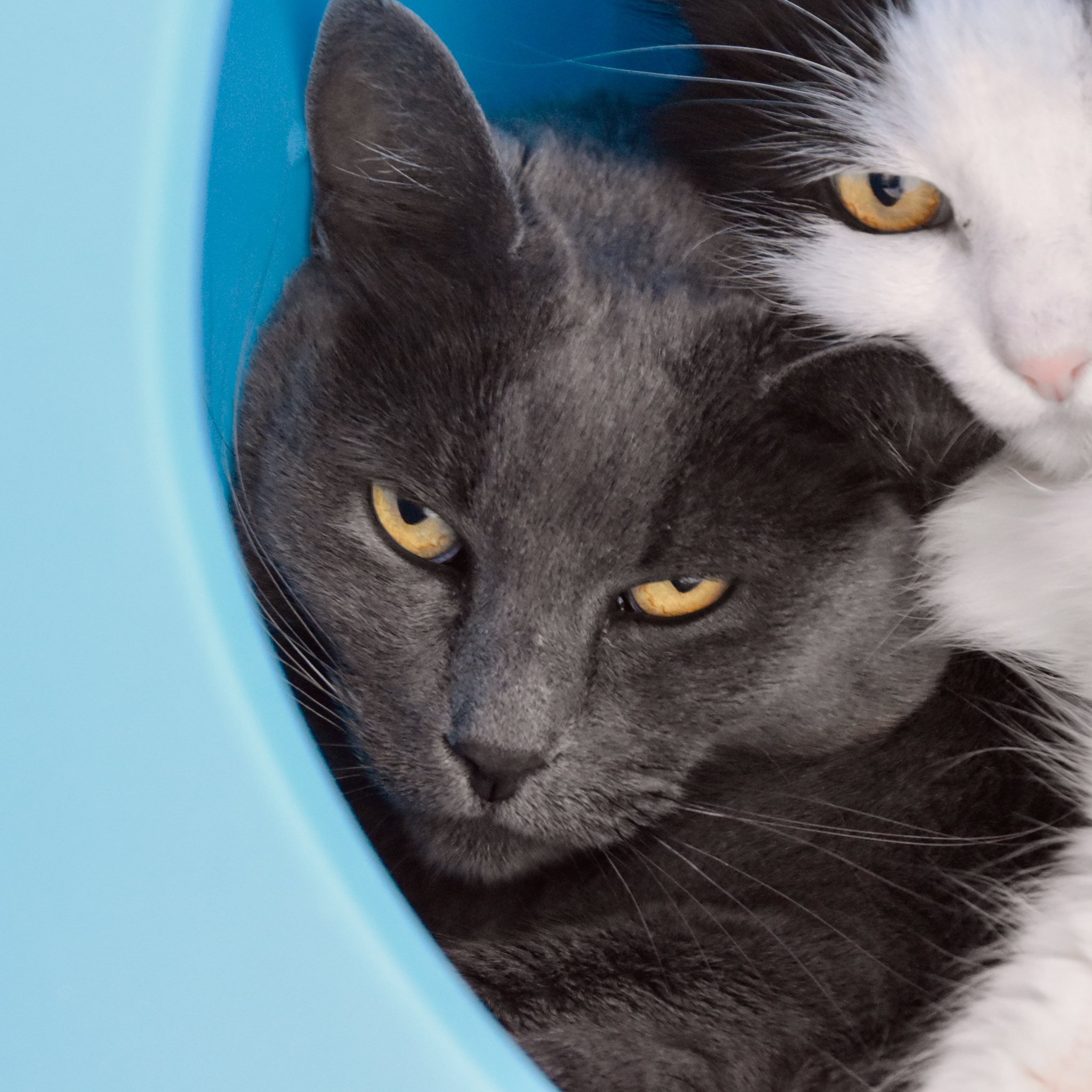 Stormy, an adoptable Russian Blue in Santa Fe, NM, 87501 | Photo Image 4