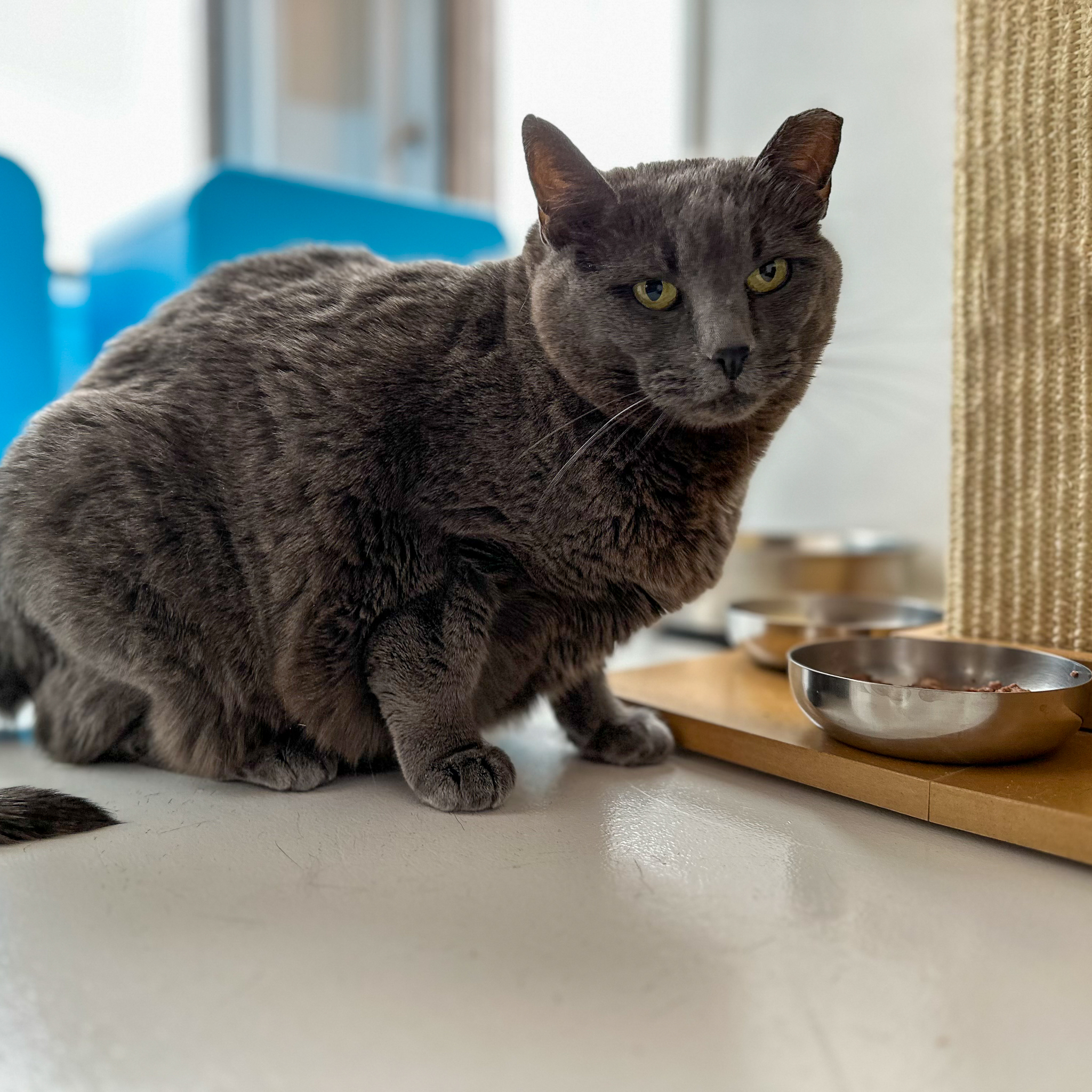 Stormy, an adoptable Russian Blue in Santa Fe, NM, 87501 | Photo Image 5