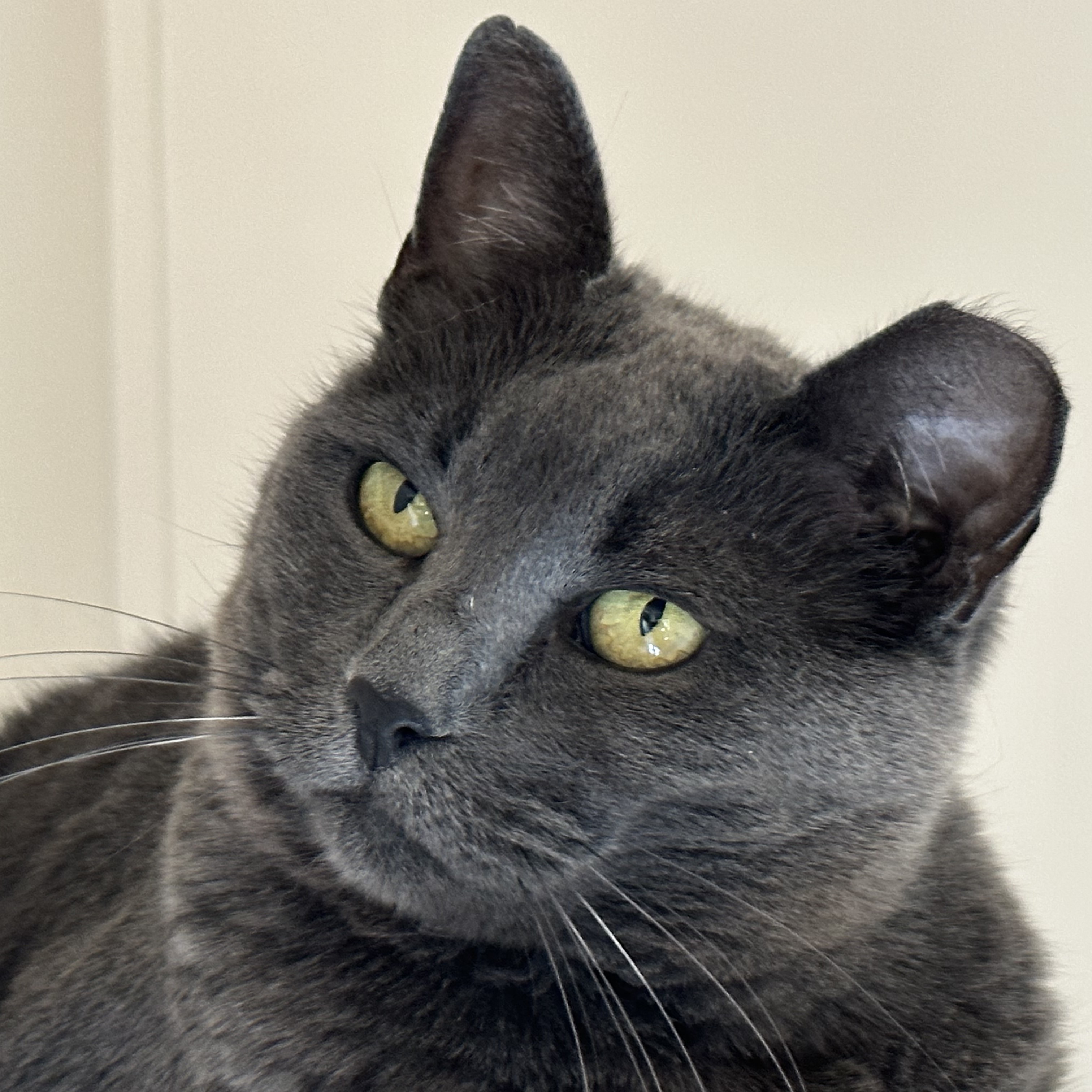 Stormy, an adoptable Russian Blue in Santa Fe, NM, 87501 | Photo Image 6