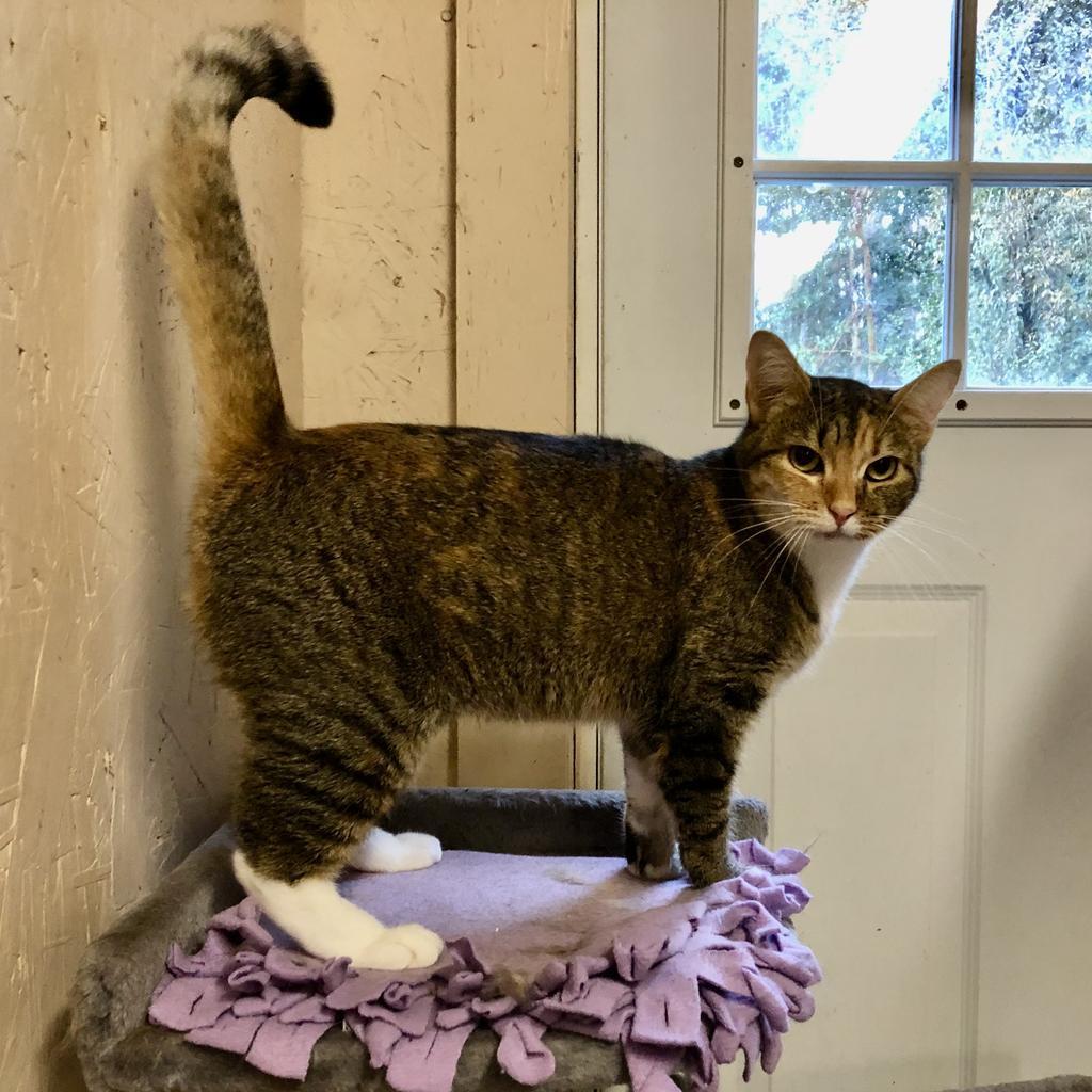 Zeva, an adoptable Domestic Short Hair in Sherwood, OR, 97140 | Photo Image 1