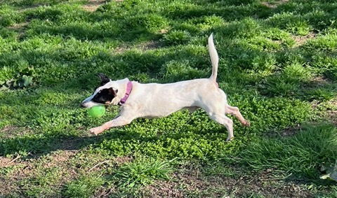 Jasper, an adoptable Jack Russell Terrier in Columbia, TN, 38401 | Photo Image 1