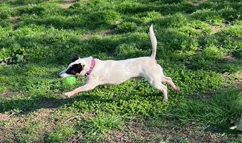 Jasper~, an adoptable Jack Russell Terrier in Columbia, TN, 38401 | Photo Image 1