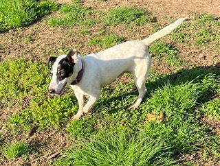 Jasper, an adoptable Jack Russell Terrier in Columbia, TN, 38401 | Photo Image 2