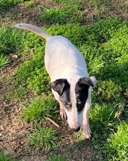 Jasper, an adoptable Jack Russell Terrier in Columbia, TN, 38401 | Photo Image 3